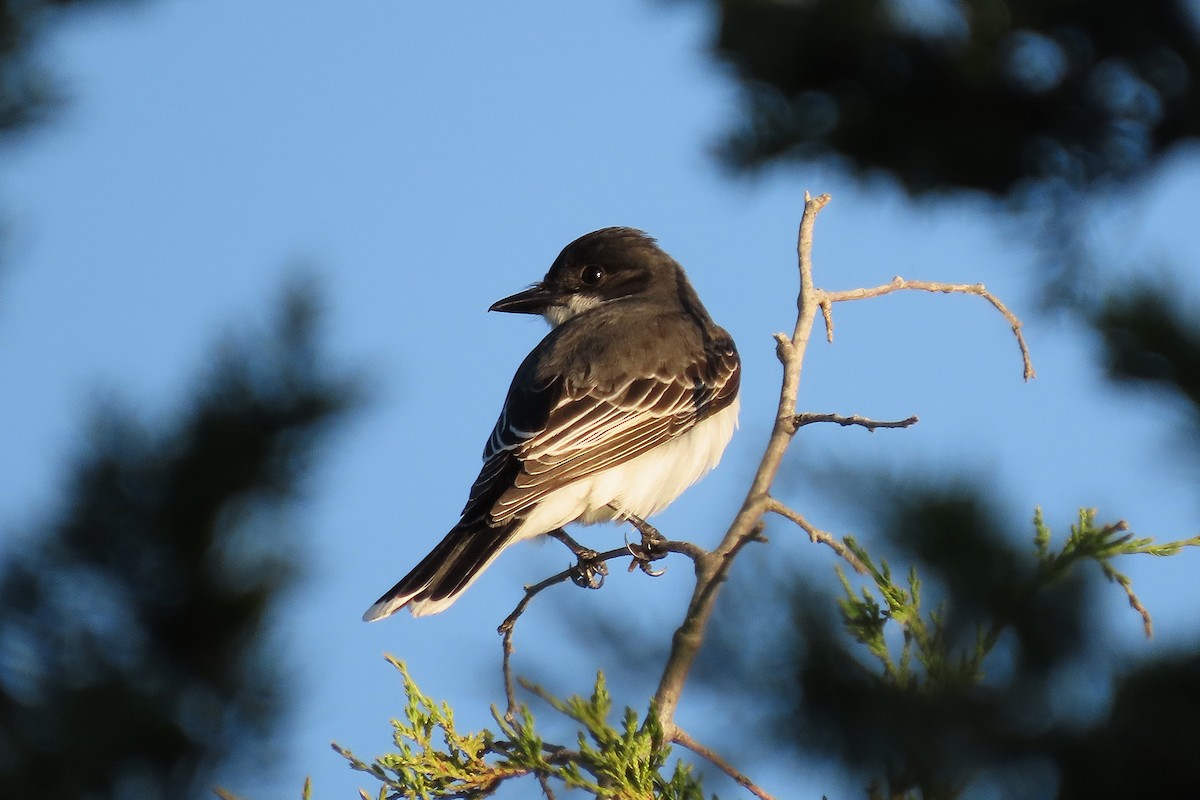 Eastern Kingbird - ML636477260