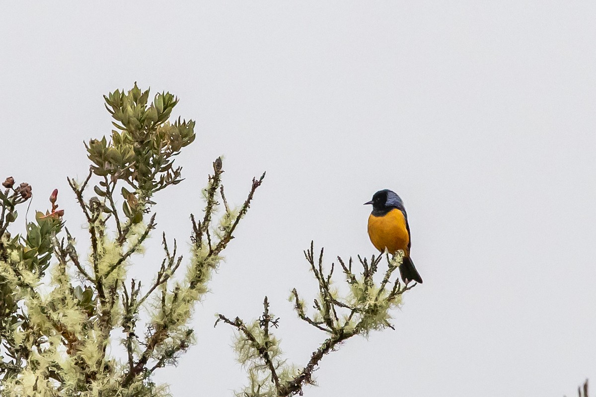 Blue-backed Conebill - ML636477261