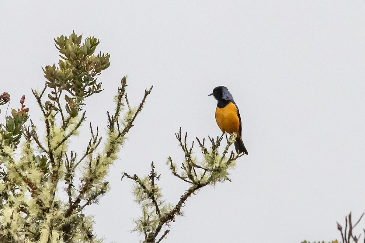Blue-backed Conebill - ML636477272