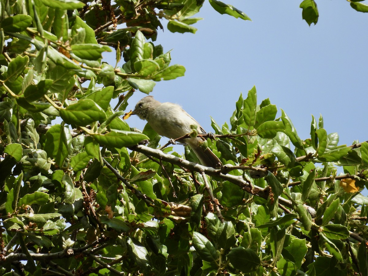 Herrerillo Unicolor - ML636477307