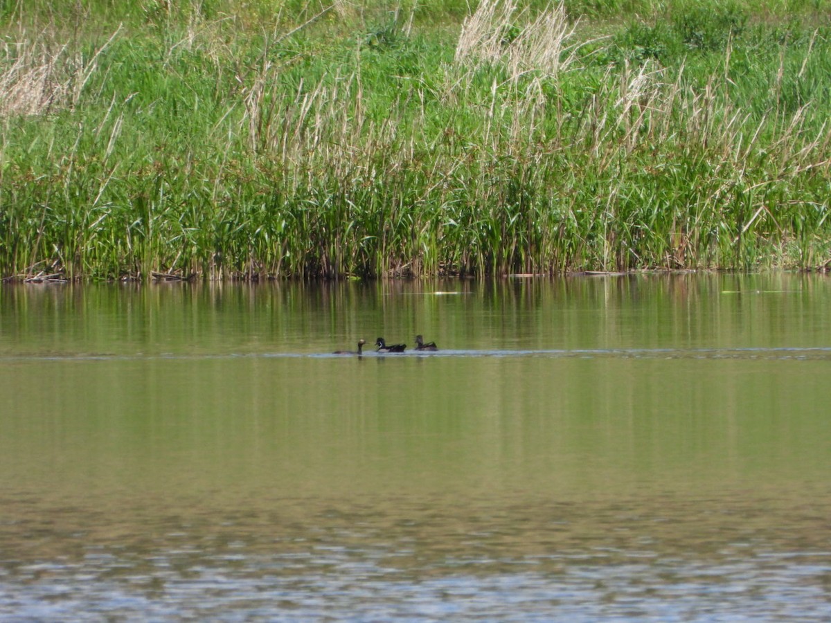 potápka černokrká - ML636477338