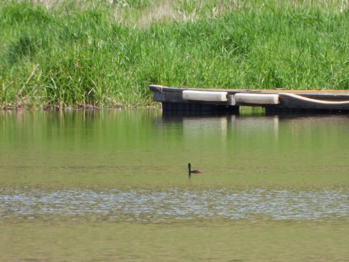 potápka černokrká - ML636477339