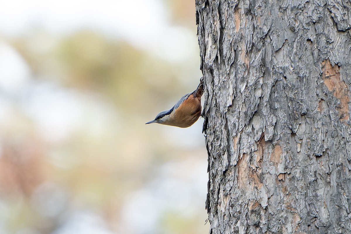 Kashmir Nuthatch - ML636477365