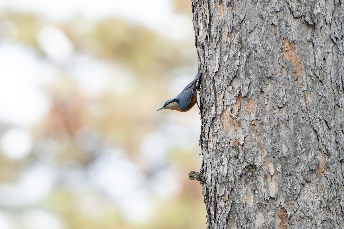 Kashmir Nuthatch - ML636477366