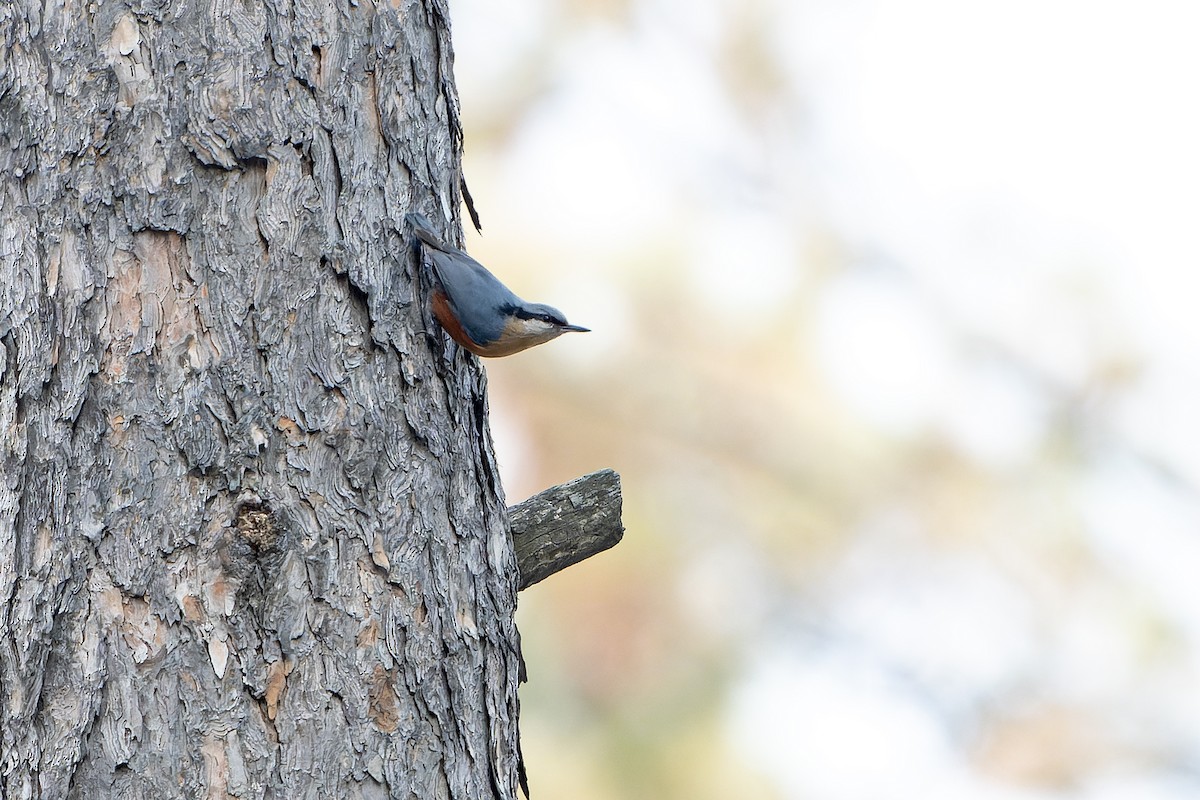 Kashmir Nuthatch - ML636477367