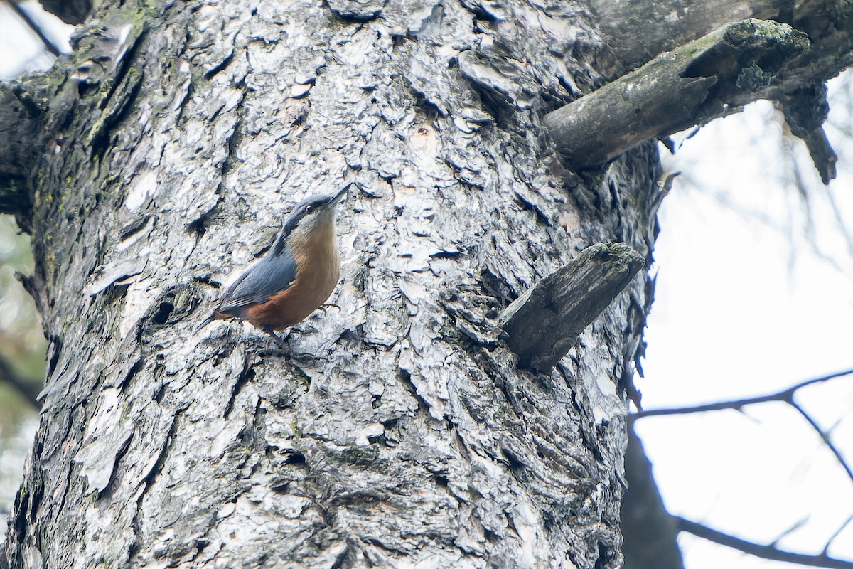 Kashmir Nuthatch - ML636477368
