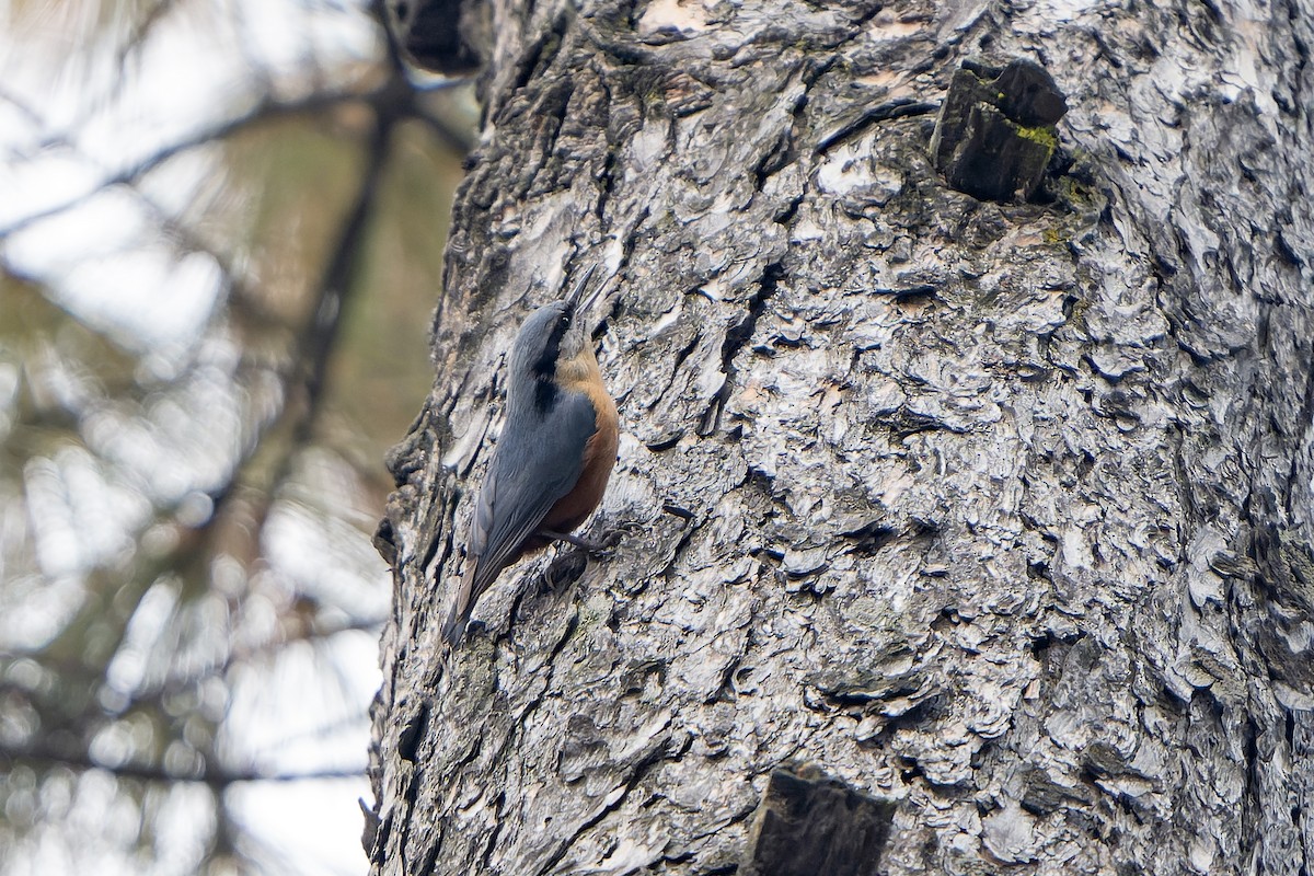 Kashmir Nuthatch - ML636477369