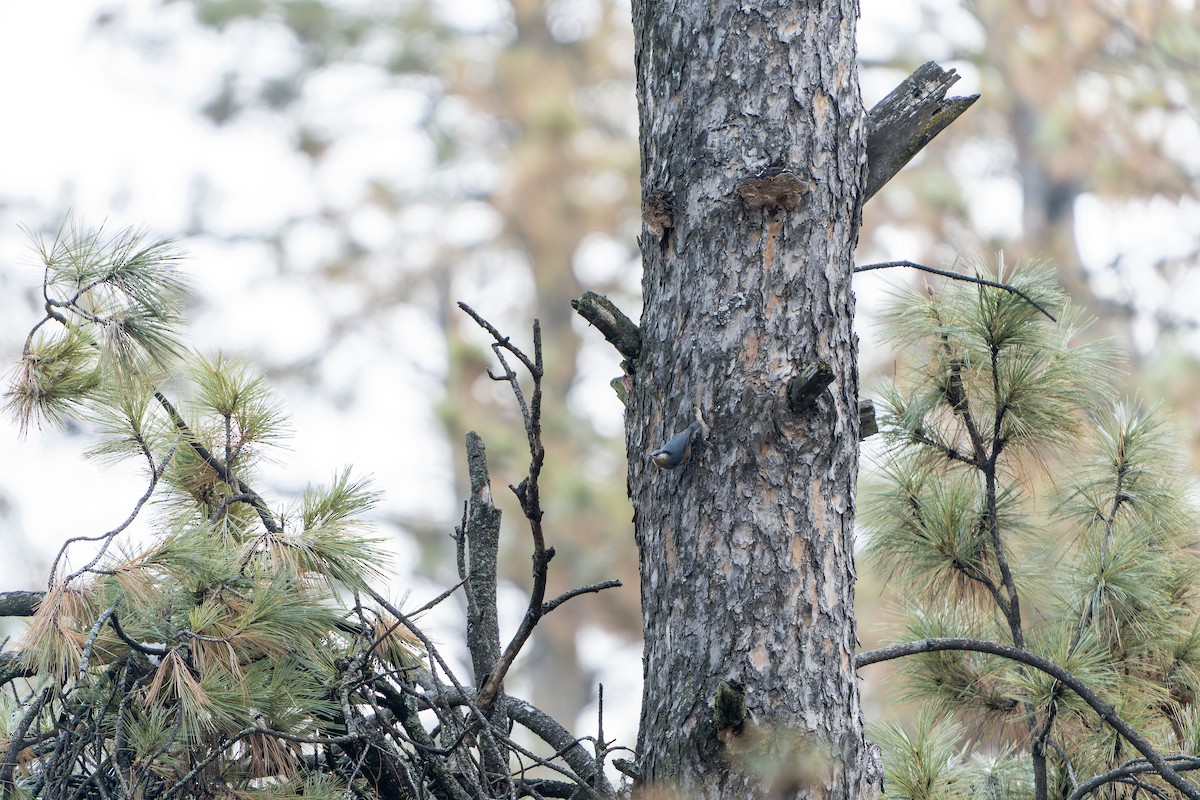 Kashmir Nuthatch - ML636477370