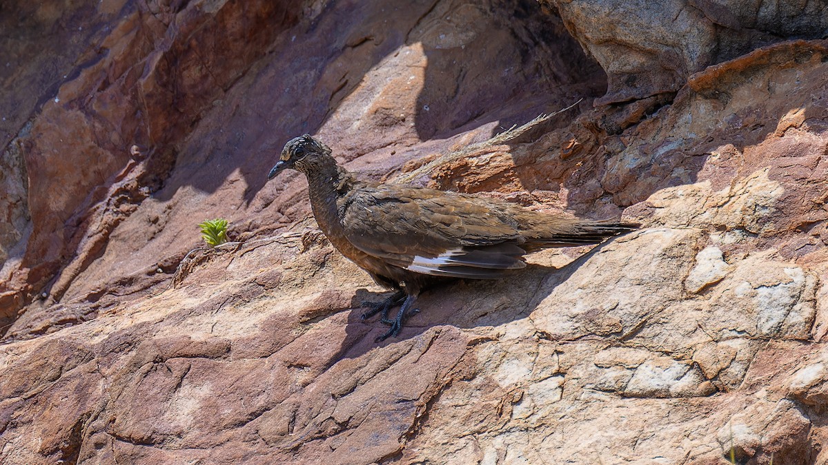 White-quilled Rock-Pigeon - ML636477417