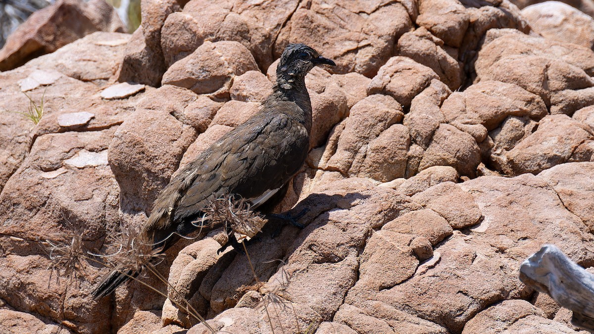 White-quilled Rock-Pigeon - ML636477418