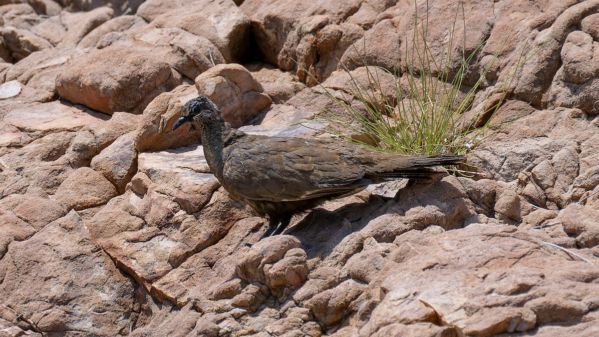 White-quilled Rock-Pigeon - ML636477419