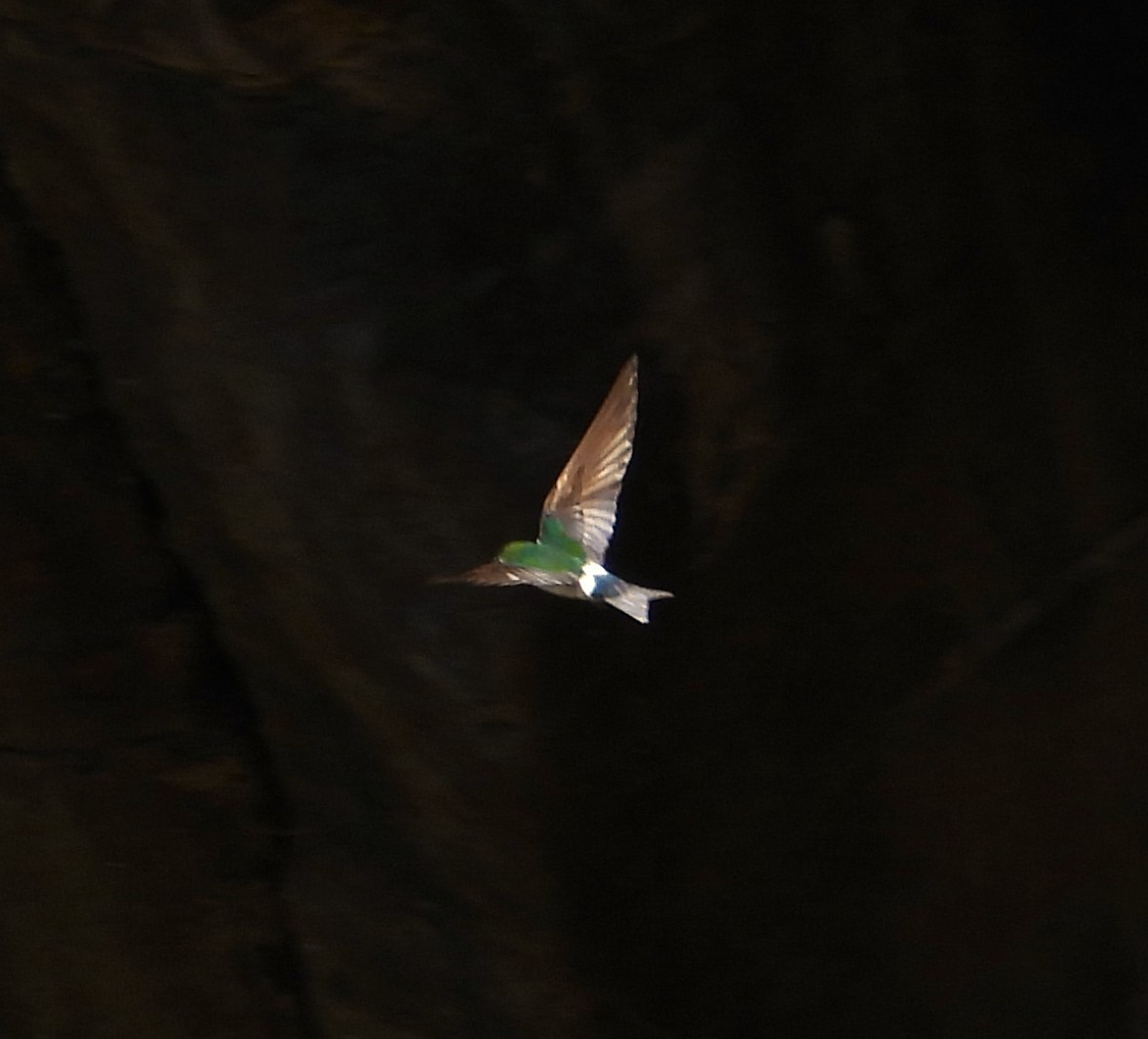 Violet-green Swallow - ML636477511