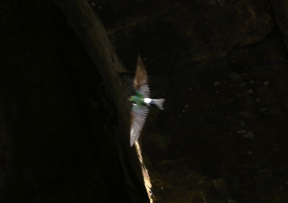 Violet-green Swallow - ML636477512