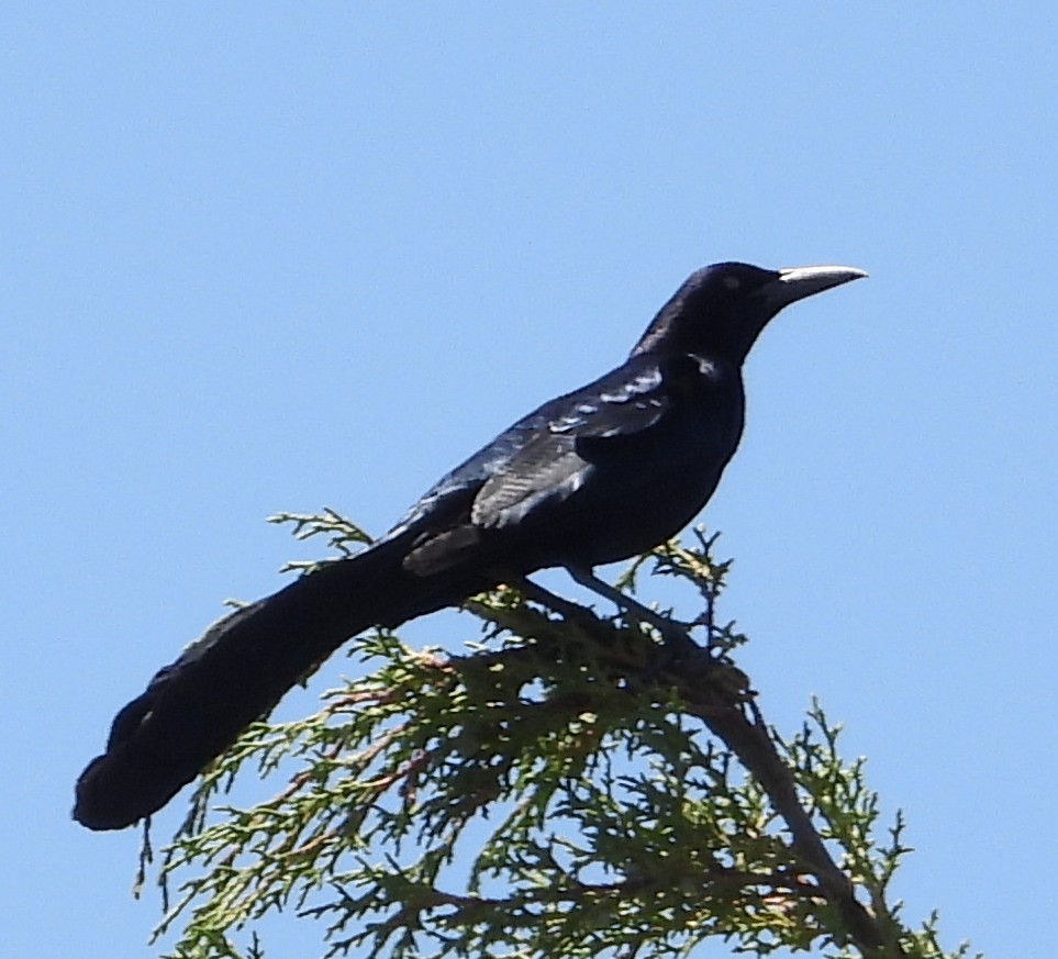 Great-tailed Grackle - ML636477560