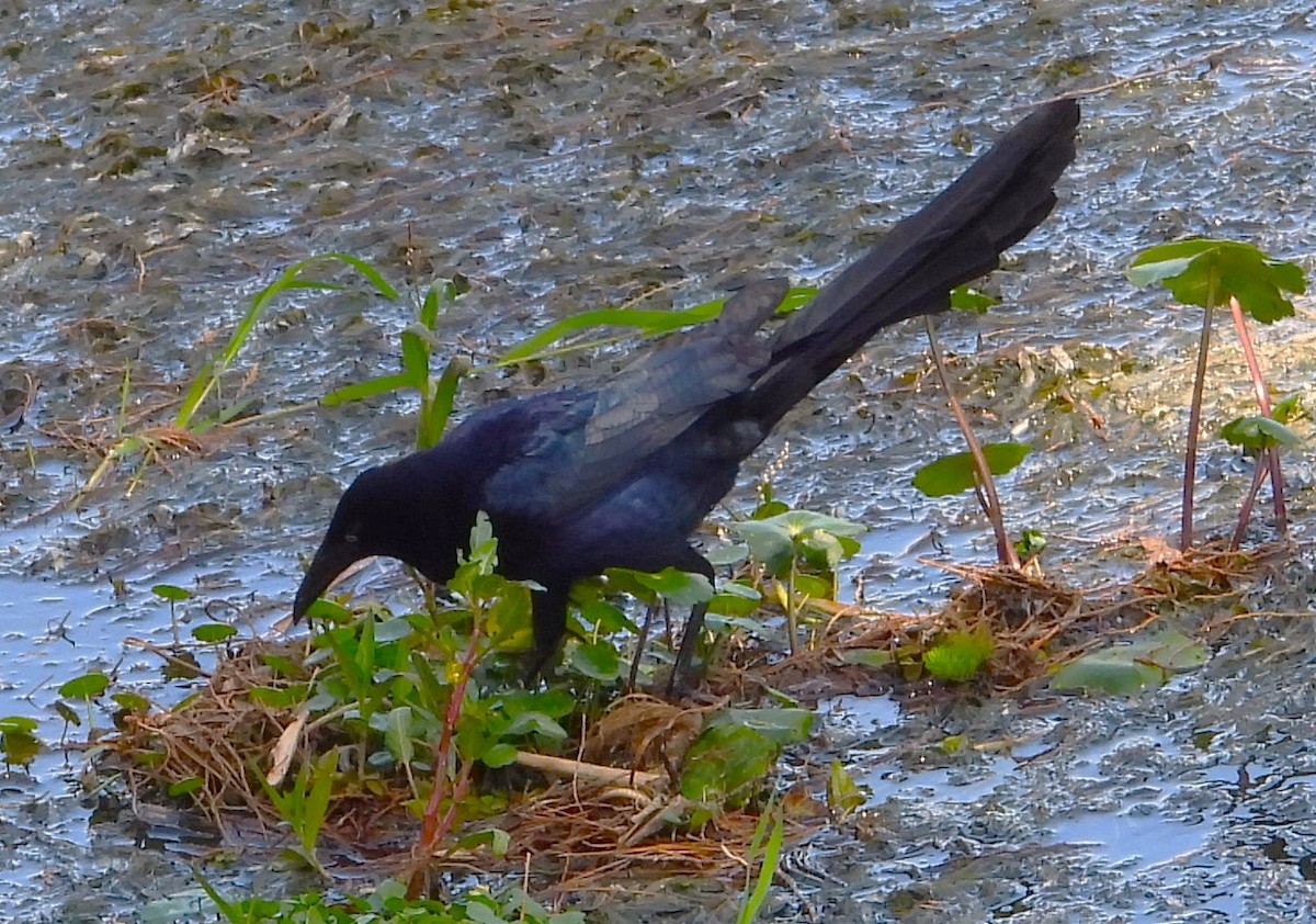 Great-tailed Grackle - ML636477561