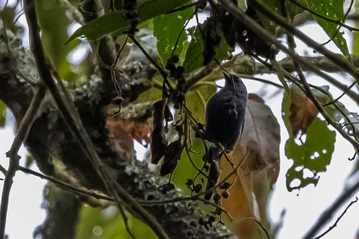 Slaty Finch - ML636477569