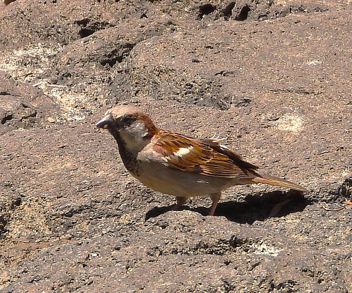 House Sparrow - ML636477594