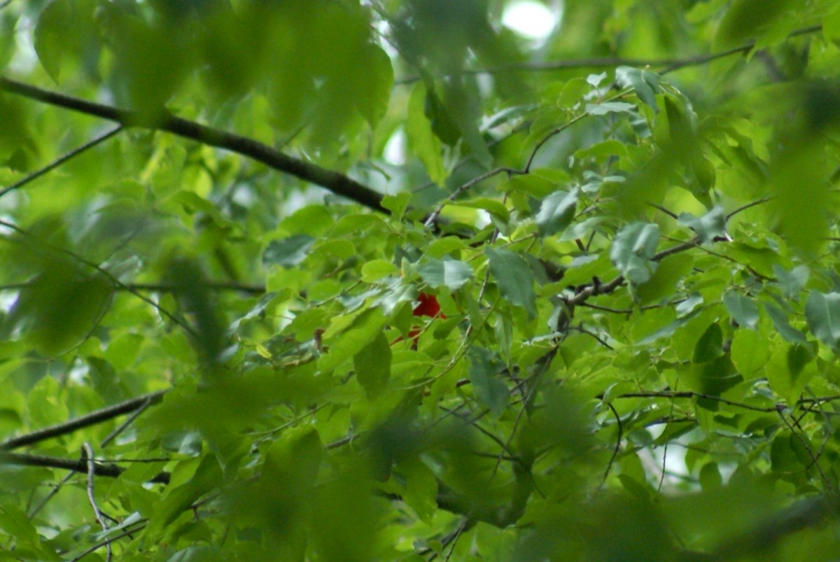 アカフウキンチョウ - ML636477650