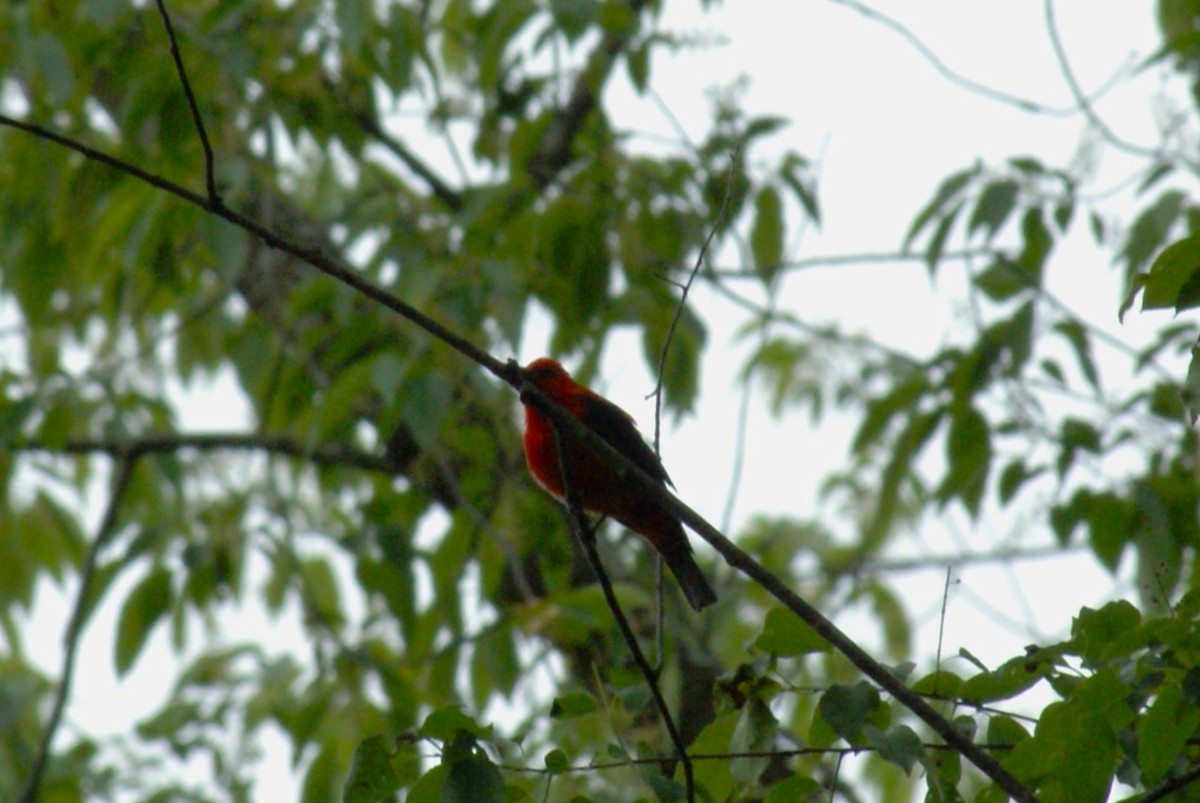 アカフウキンチョウ - ML636477651