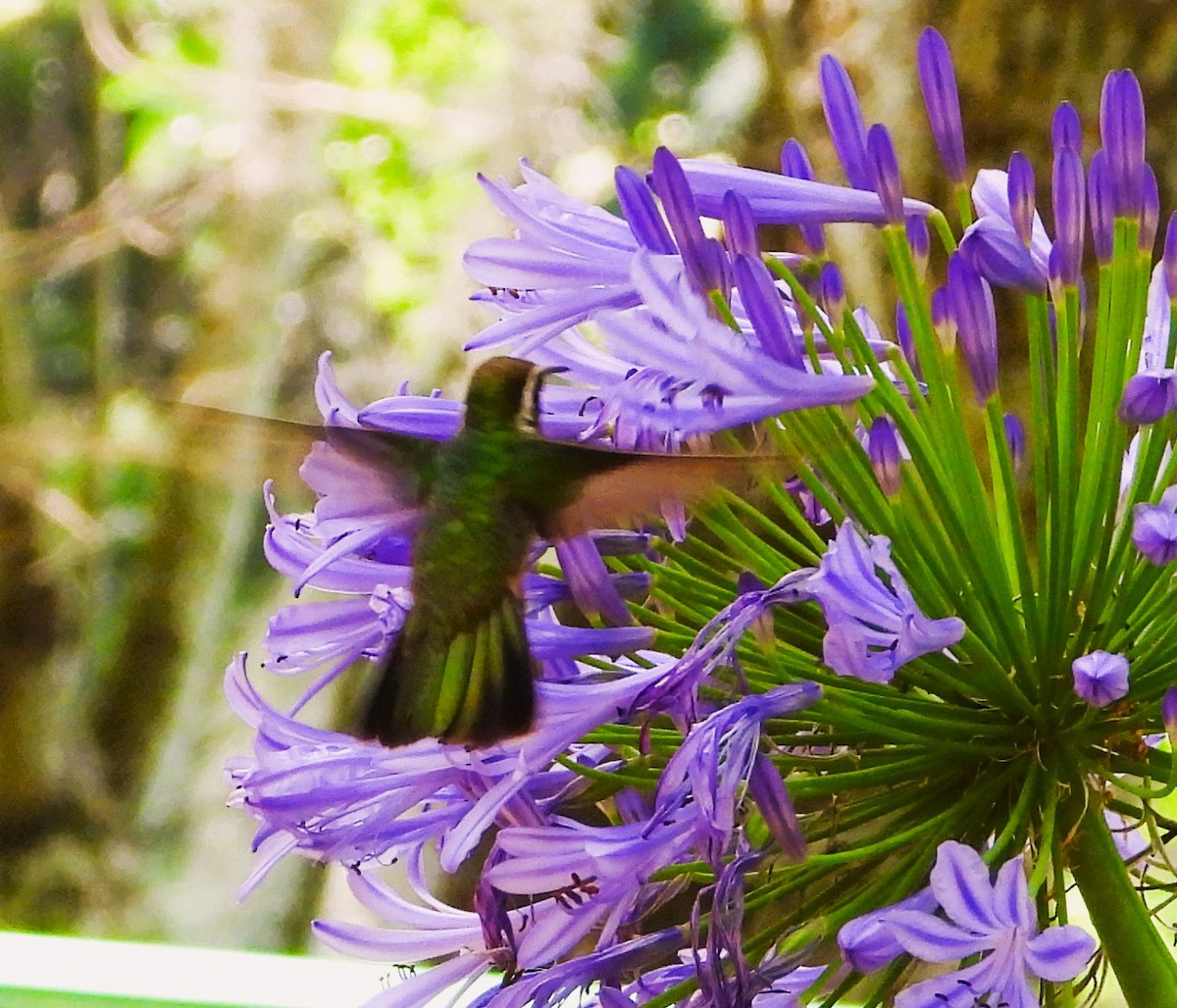 hummingbird sp. - ML636477714
