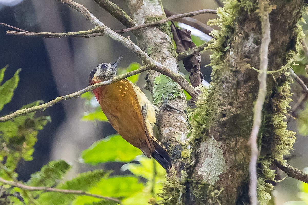 Yellow-vented Woodpecker - ML636477928
