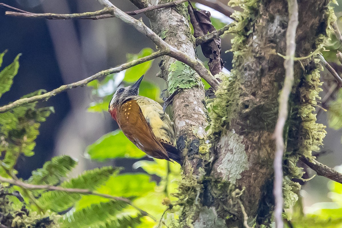 Yellow-vented Woodpecker - ML636477929