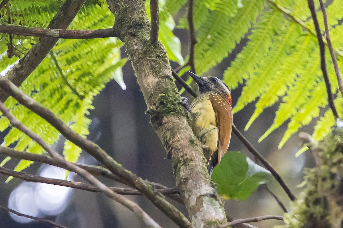 Yellow-vented Woodpecker - ML636477936