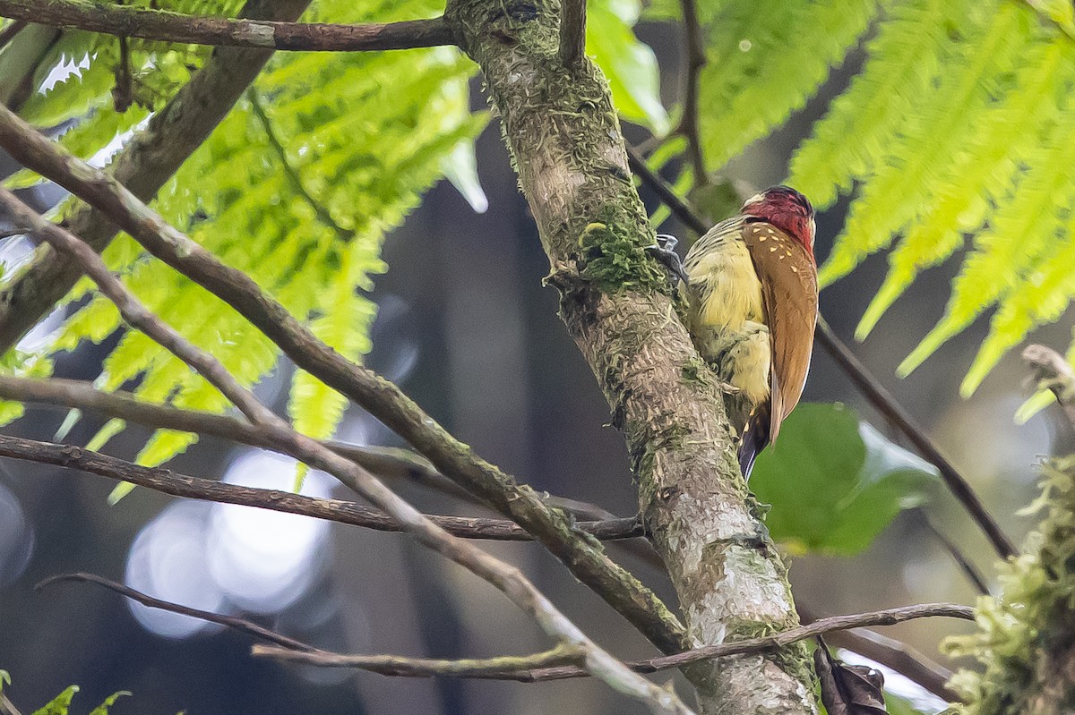 Yellow-vented Woodpecker - ML636477942