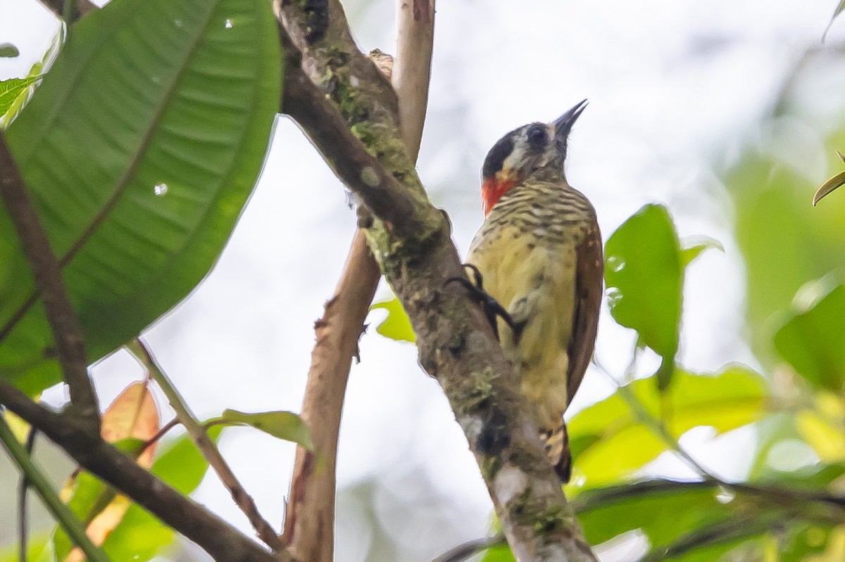 Yellow-vented Woodpecker - ML636477955