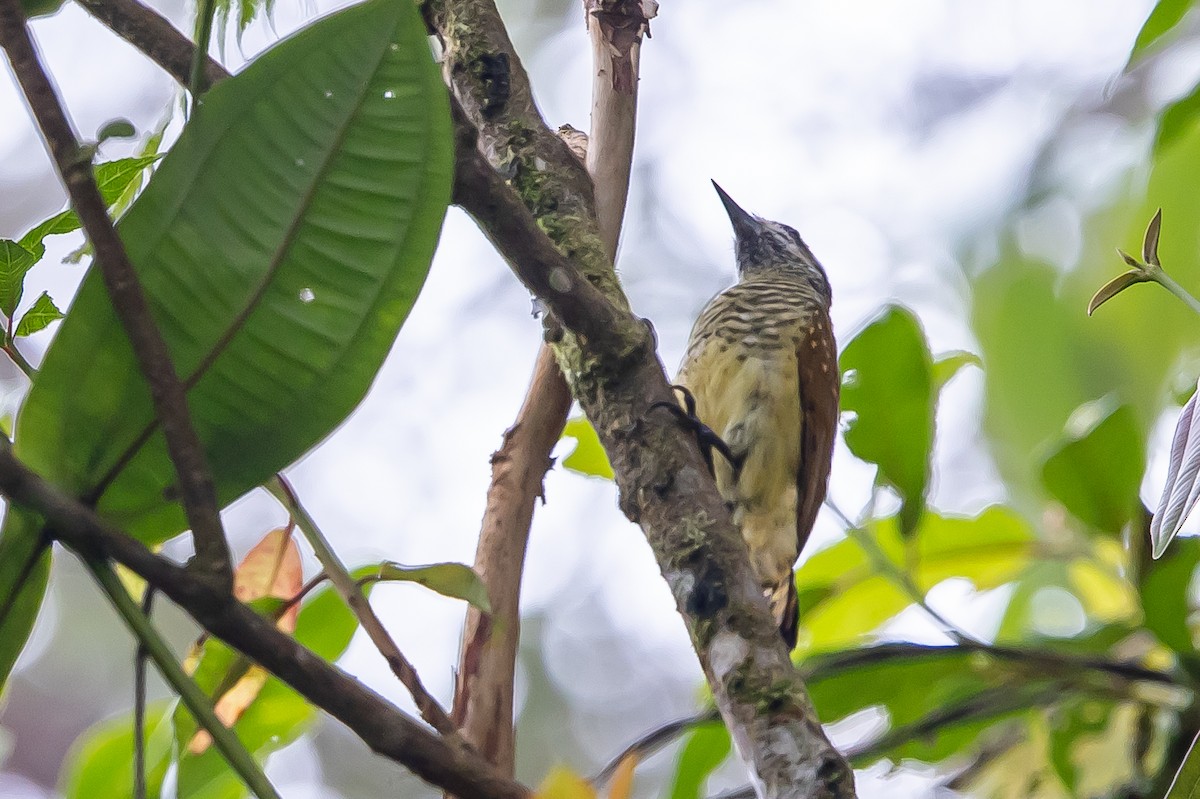 Yellow-vented Woodpecker - ML636477956