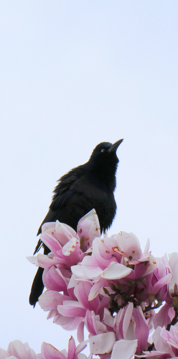 crow sp. - ML636478053