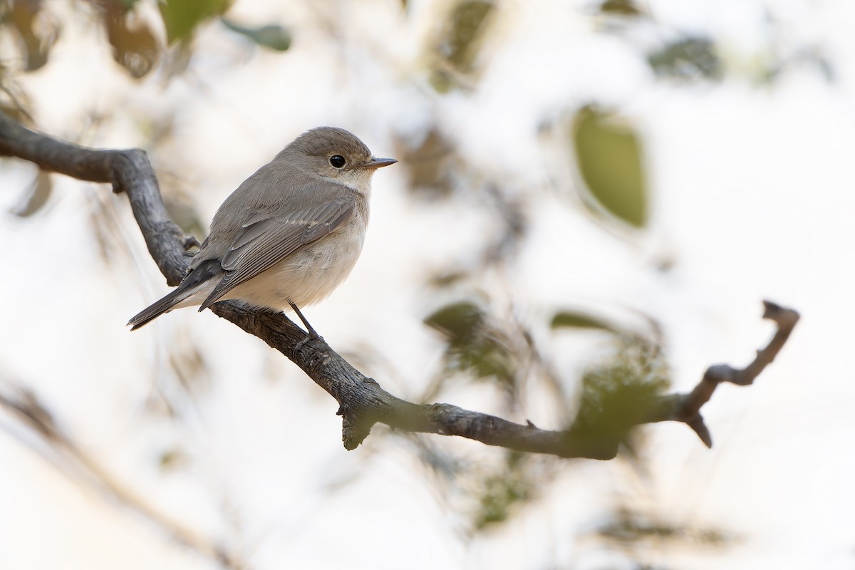 Red-breasted Flycatcher - ML636478078