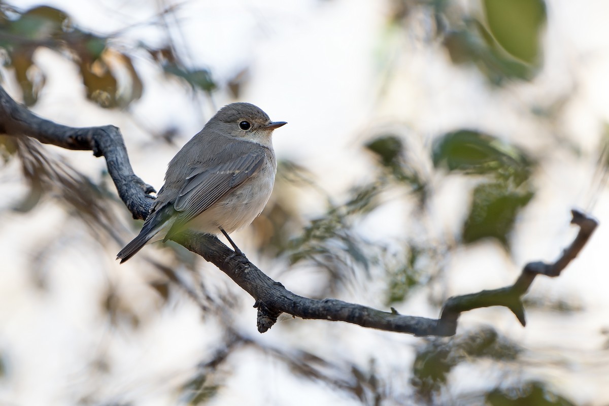 Red-breasted Flycatcher - ML636478079