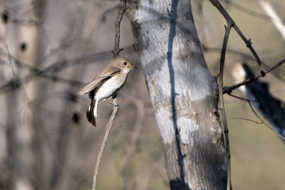 Red-breasted Flycatcher - ML636478080