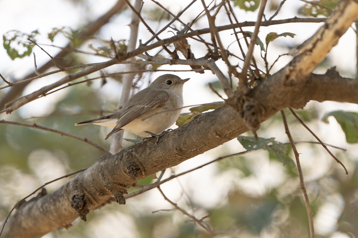 Red-breasted Flycatcher - ML636478081