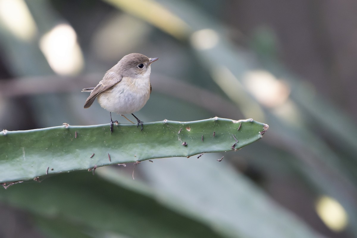 Red-breasted Flycatcher - ML636478082