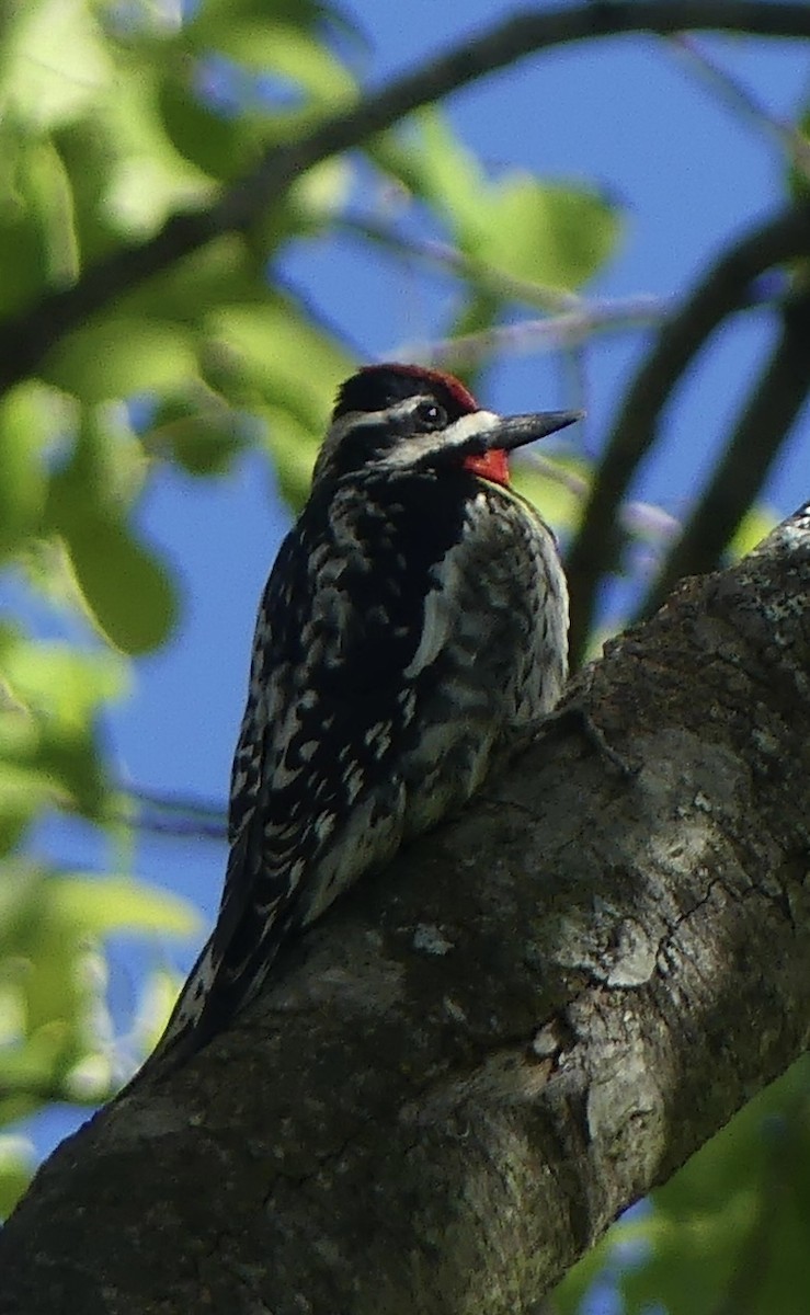Дятел-смоктун жовточеревий - ML636478099