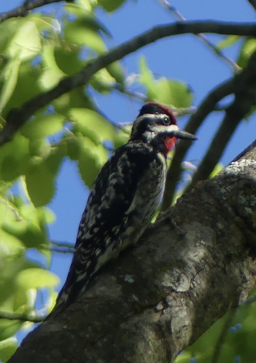 Дятел-смоктун жовточеревий - ML636478100