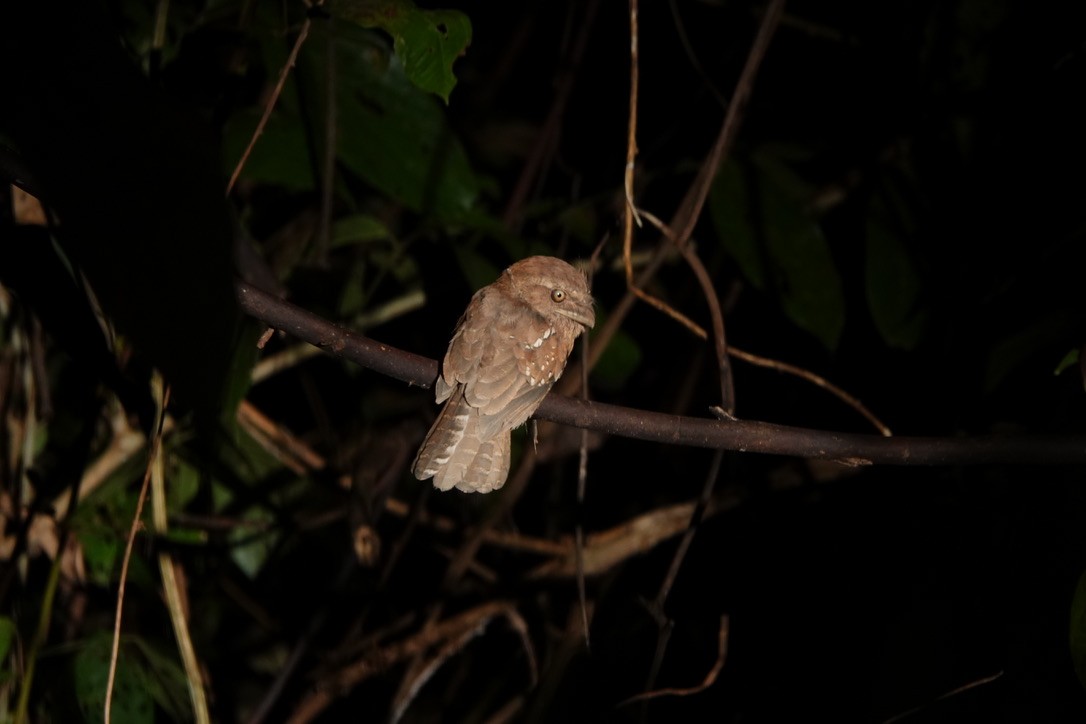Gould's Frogmouth - ML636478144