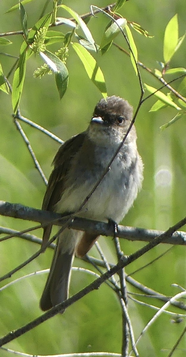 Феб буроспинний - ML636478206