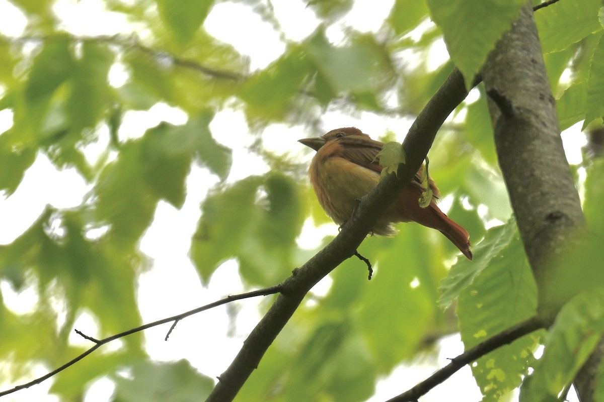 Summer Tanager - ML636478213
