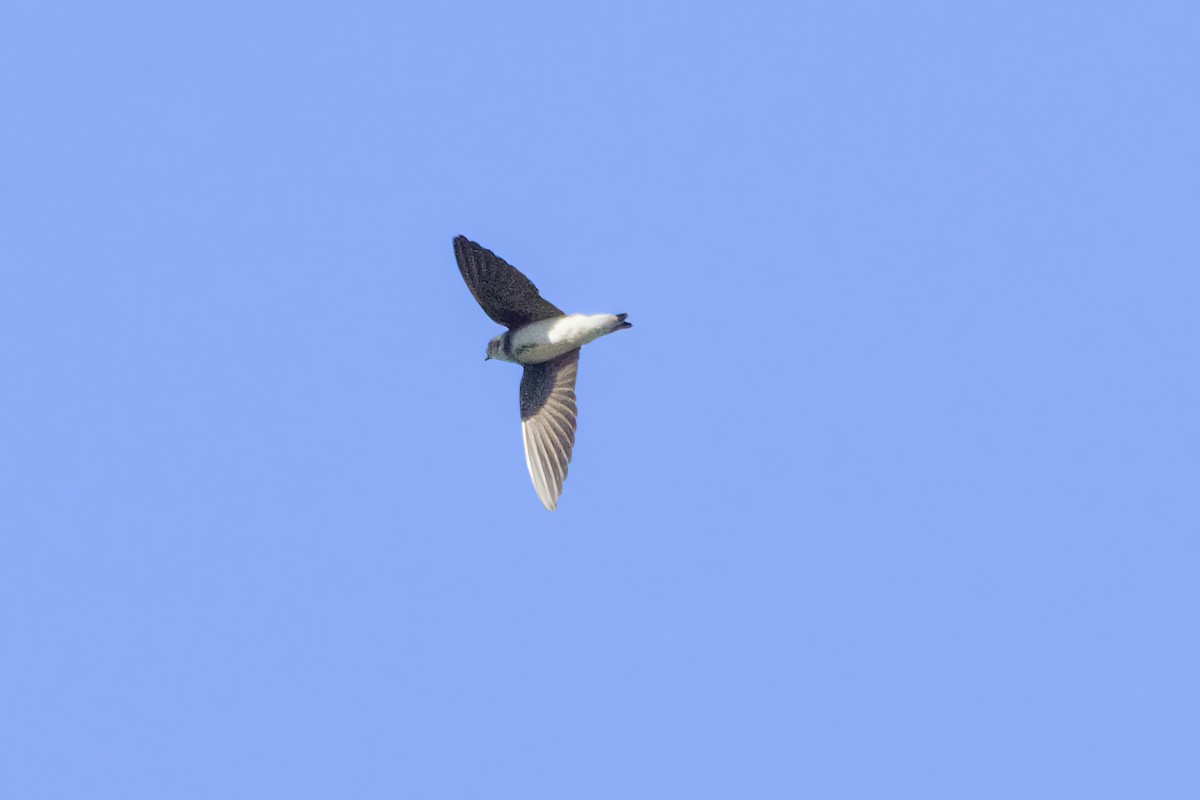 Bank Swallow - ML636478264