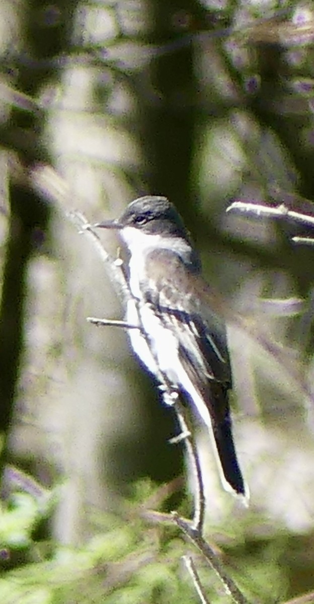 Тиран королівський - ML636478267