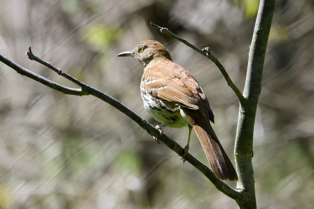 Brown Thrasher - ML636478278