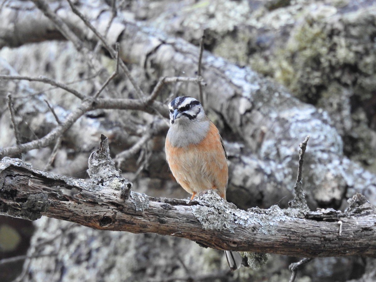Rock Bunting - ML636478309