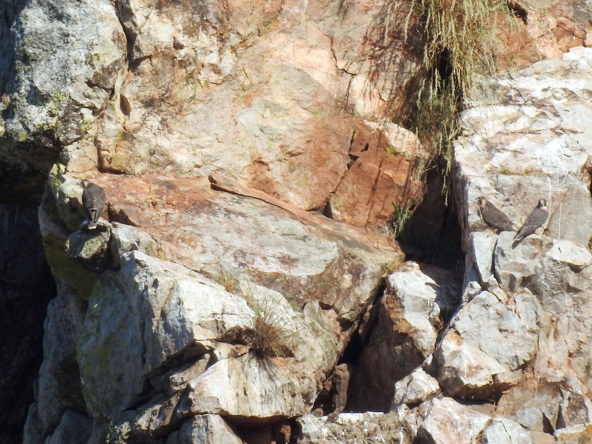 Peregrine Falcon - ML636478342