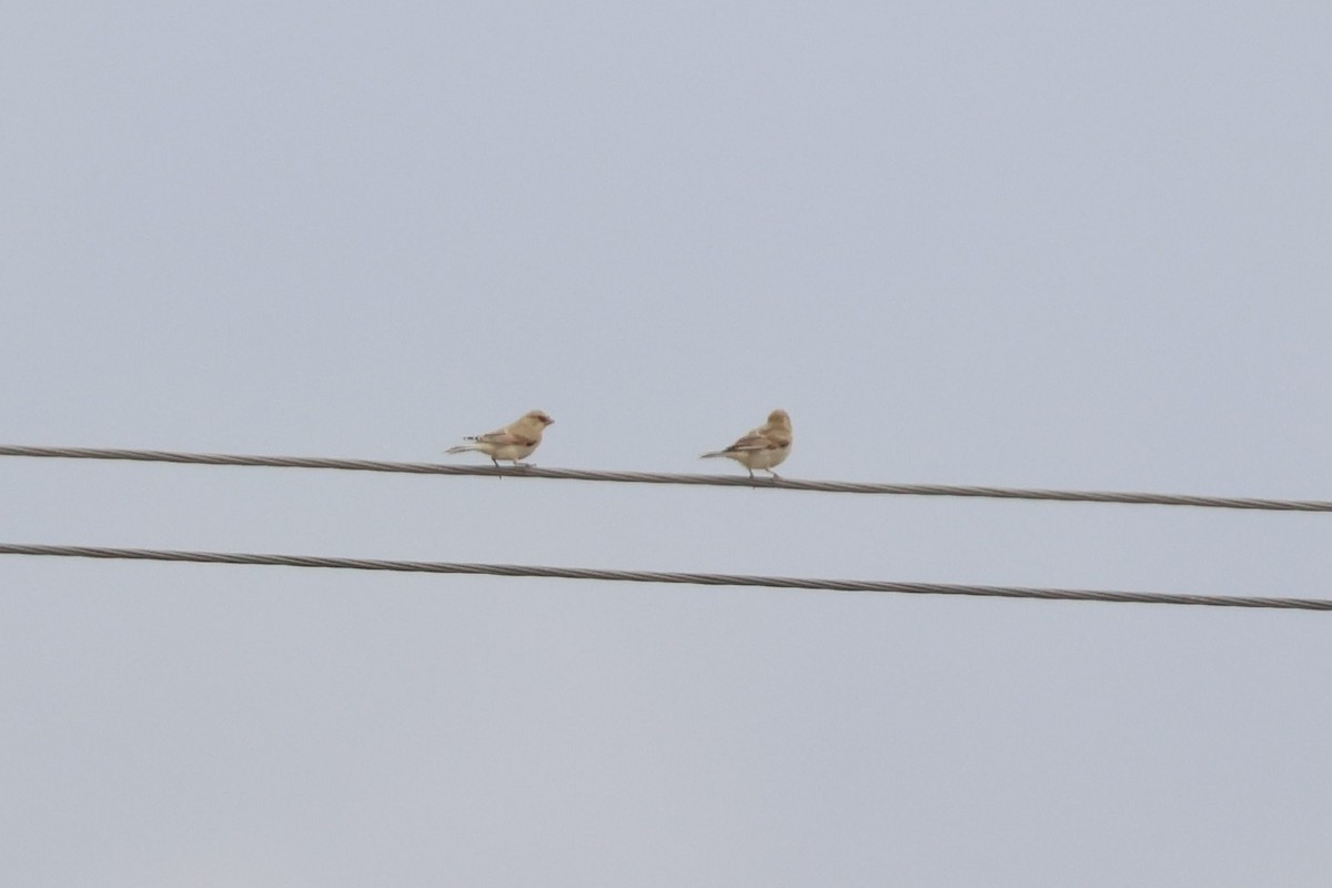 Desert Finch - ML636478476