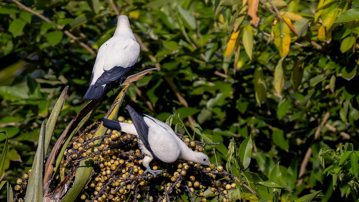 Torresian Imperial-Pigeon - ML636478482