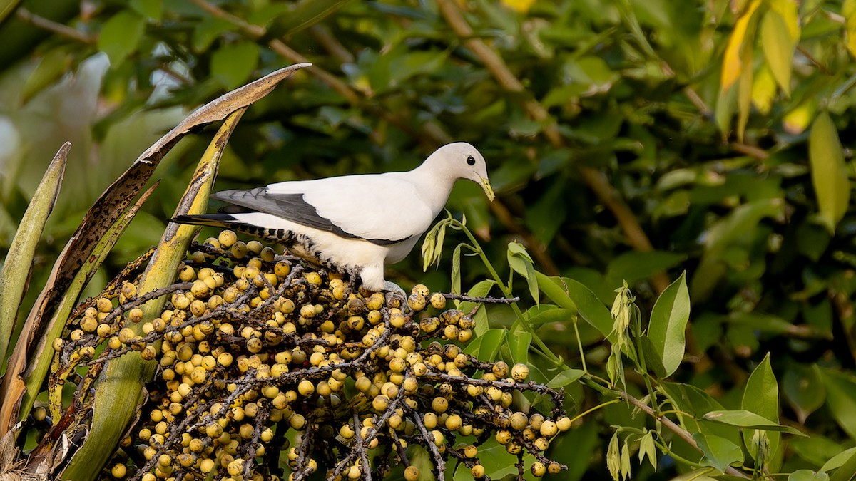 Torresian Imperial-Pigeon - ML636478483