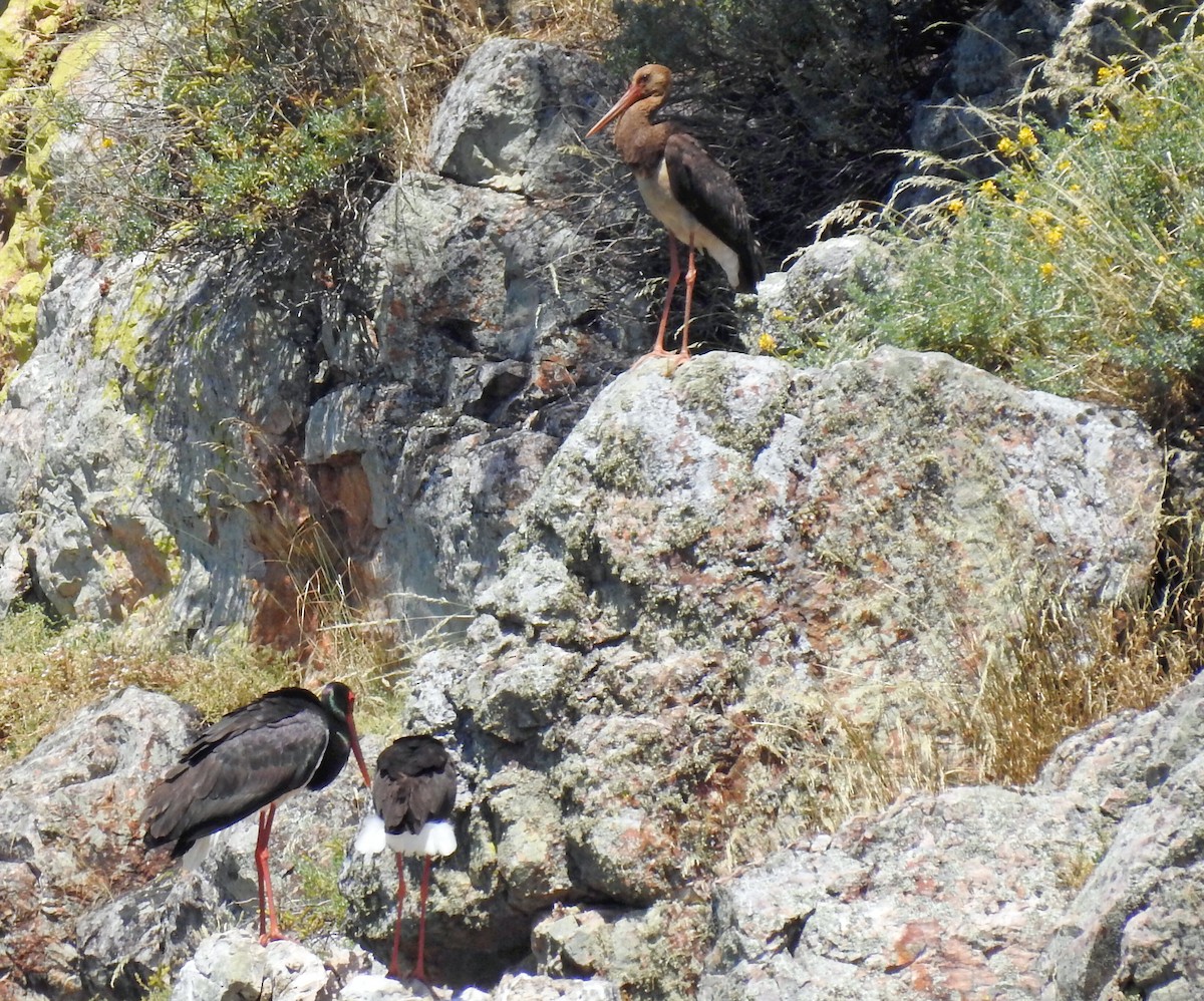 Black Stork - ML636478546